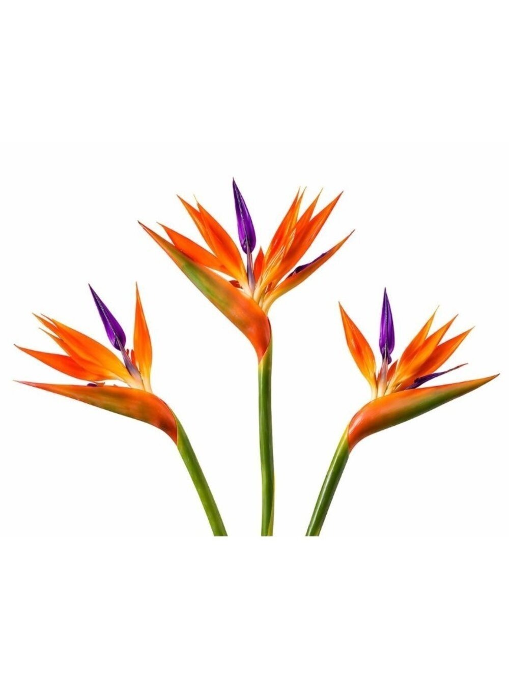 Artificial Bird of Paradise Flowers Realistic Strelitzia 3 Stem Bundle